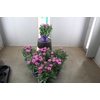 DIANTHUS CA PEMAN