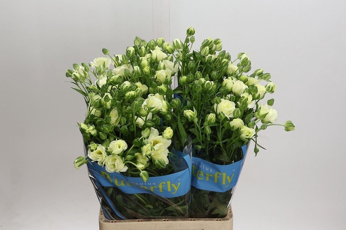 <h4>RANUNCULUS  'BUTTERFLY GRACES'</h4>