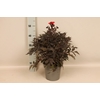 Dahlia 19 cm Donkerblad Orange