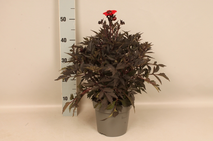 Dahlia 19 cm Donkerblad Orange