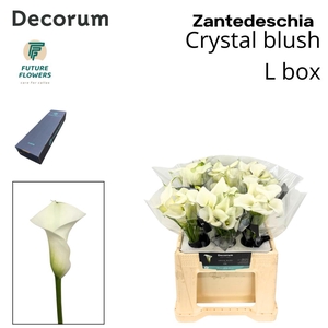 Zant Crystal Blush Large Box 40 Cm