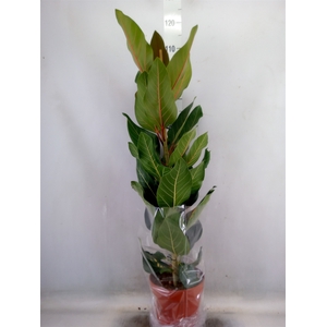 Ficus benghalensis 'Joy'