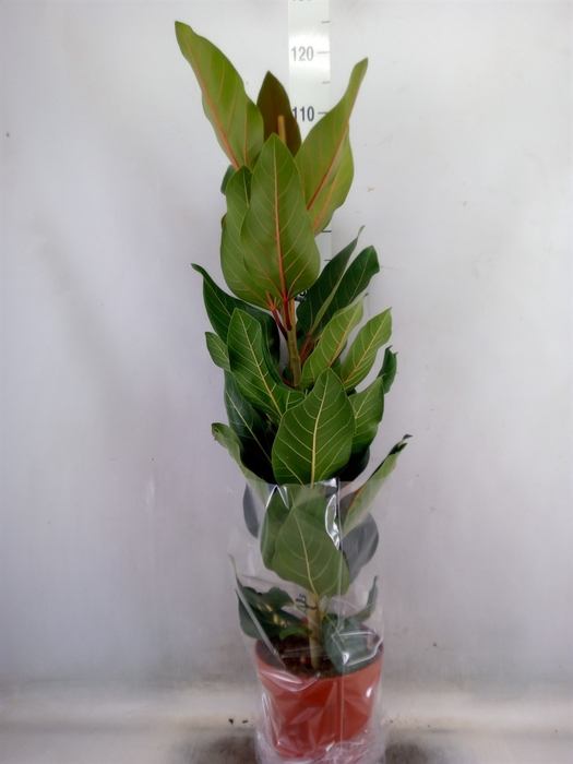 <h4>Ficus benghalensis 'Joy'</h4>