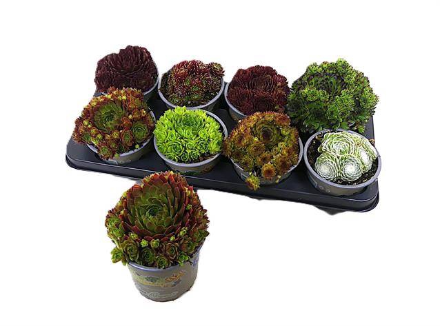 <h4>SEMPERVIVUM MIX P13</h4>