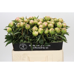 Paeonia Miss America