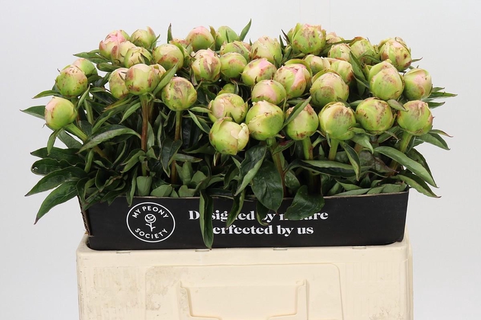 <h4>Paeonia Miss America</h4>