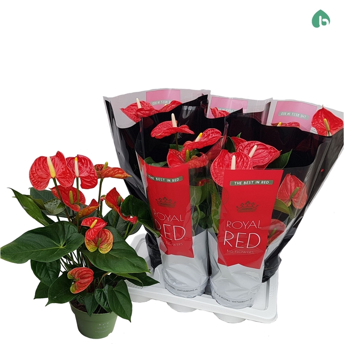 <h4>Anthurium andr. 'Madural'</h4>