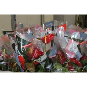 ANTHURIUM RED SUCCESS P15