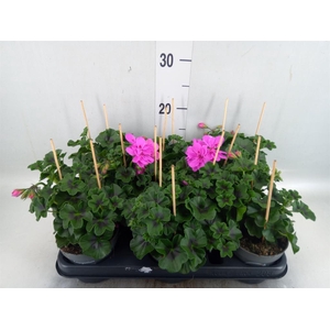 Pelargonium pelt.   ...