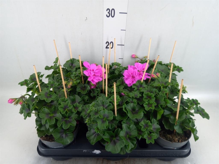 <h4>Pelargonium pelt.   ...</h4>