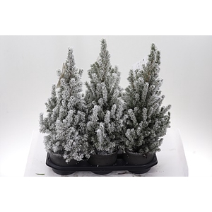 Zz Picea Gl December