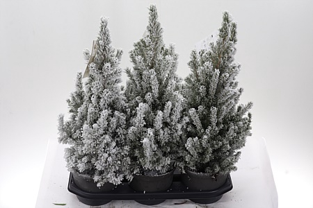 <h4>Zz Picea Gl December</h4>