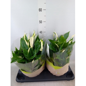 Spathiphyllum  'Bellini'