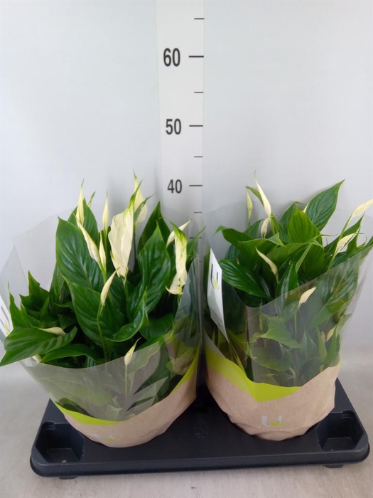 <h4>Spathiphyllum  'Bellini'</h4>