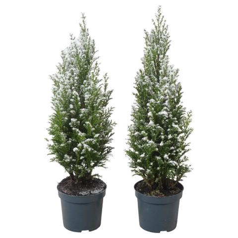 <h4>PTK25102 Chamaecyparis lawsoniana 'Ellwoodii'</h4>