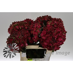 Hydrangea mag chocolate