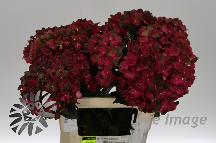 <h4>Hydrangea mag chocolate</h4>