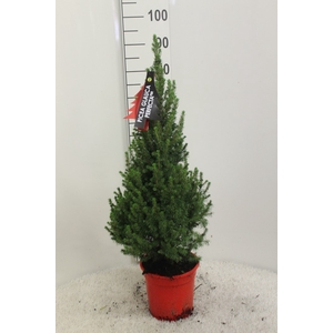 PICEA GL PERFECTA