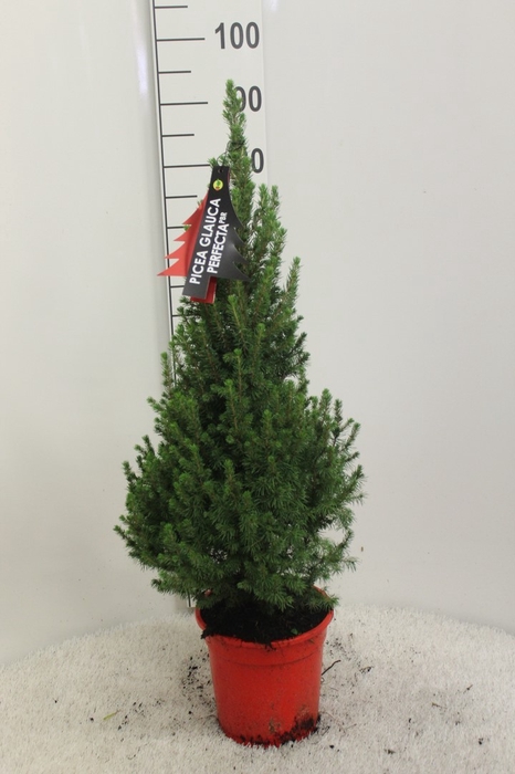 <h4>PICEA GL PERFECTA</h4>