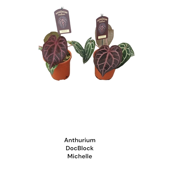 <h4>Anthurium DocBlock Michelle</h4>