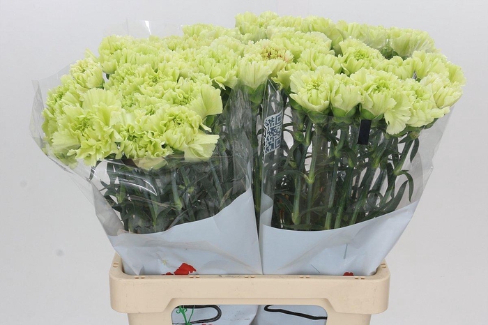 <h4>Dianthus St Lady Moe</h4>