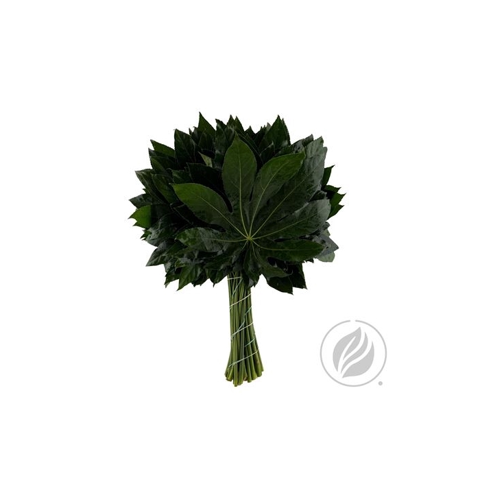 <h4>ARALIA 50CM</h4>