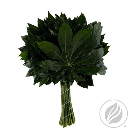 ARALIA 50CM