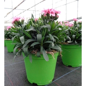 Dianthus caryophyllus