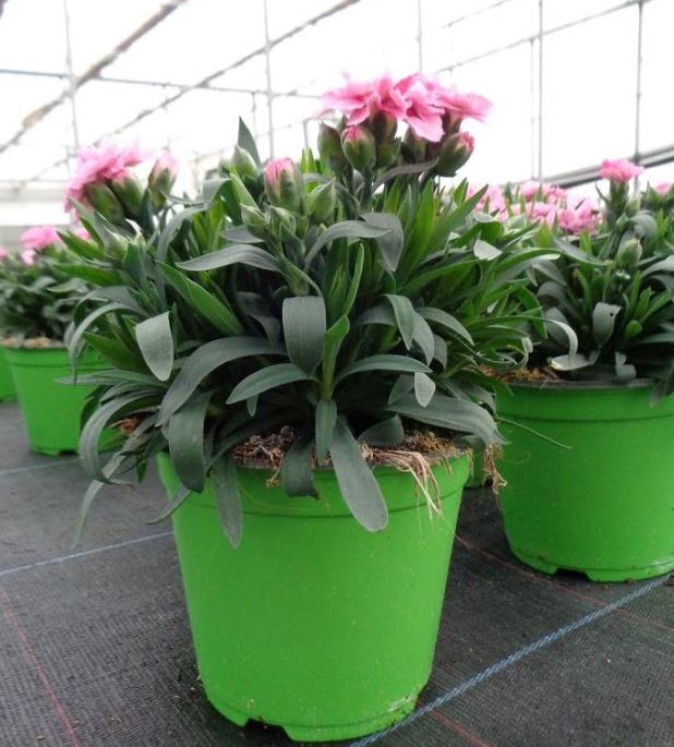 <h4>Dianthus caryophyllus</h4>
