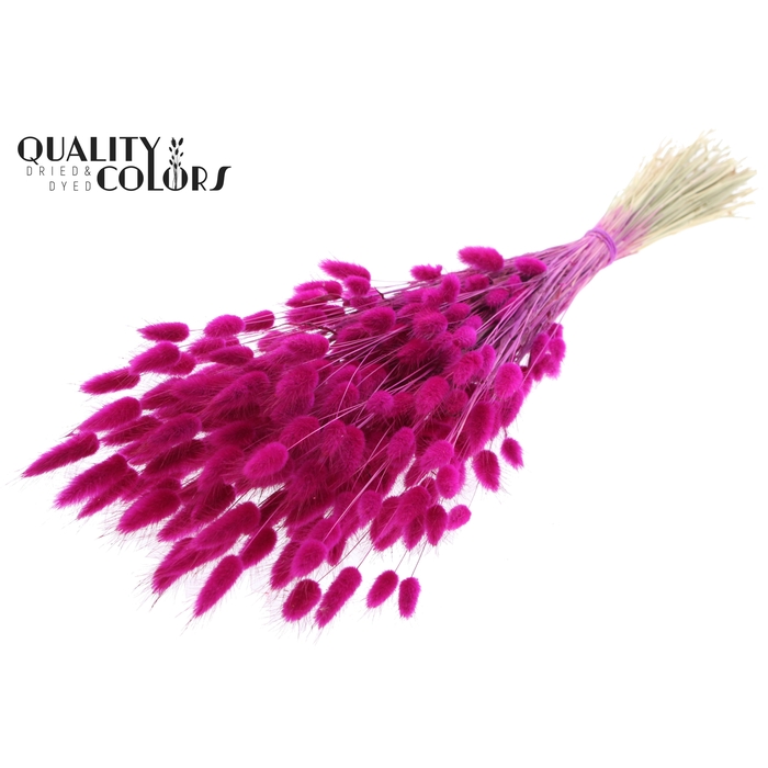 <h4>Lagurus per bunch Lilac</h4>