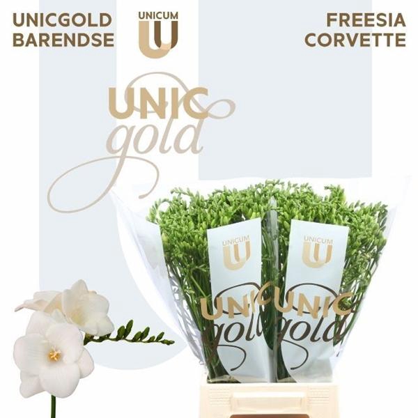 <h4>FR EN CORVETTE</h4>