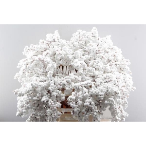 Peper Bes Op Stok Zz Icy Wit