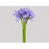 AGAPANTHUS AZUL 070 CM