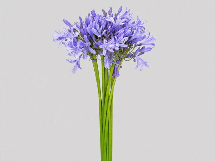 <h4>AGAPANTHUS AZUL</h4>