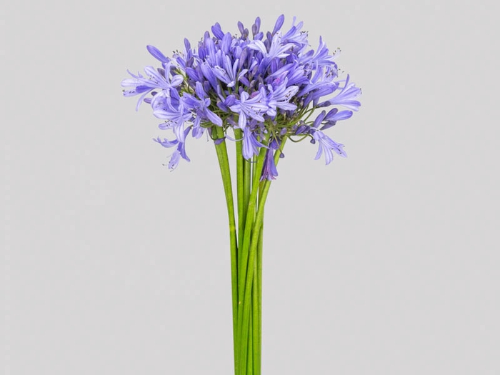 AGAPANTHUS AZUL 070 CM