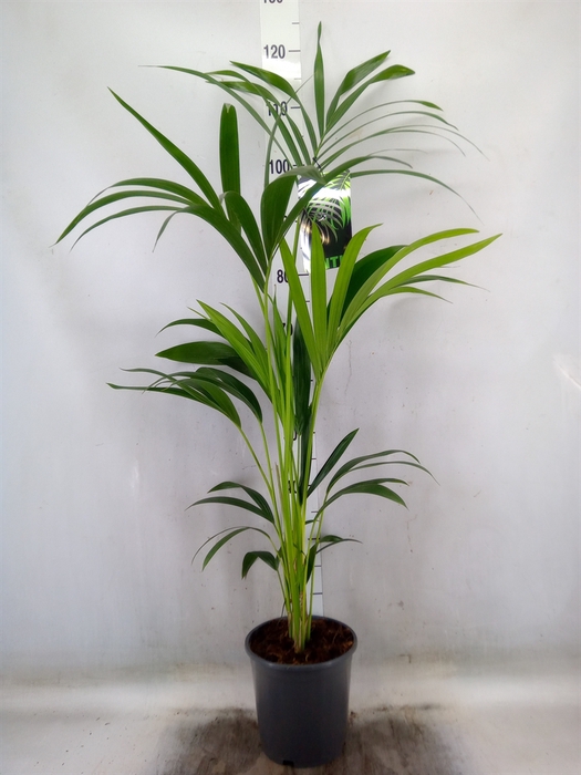 <h4>Howea forsteriana</h4>
