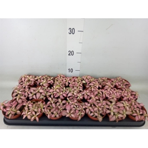 Fittonia  'Mosaic Pink Forest Flam'