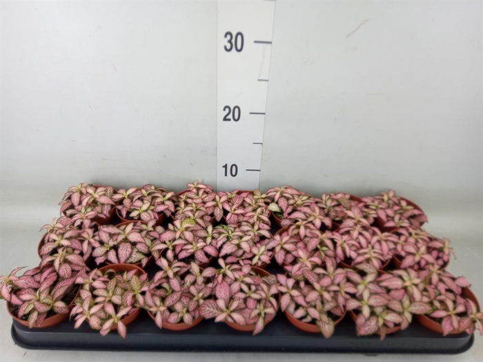 <h4>Fittonia  'Mosaic Pink Forest Flam'</h4>