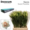 Narcissus Sweet Paradise Large Box 300