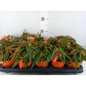 Begonia tuber. 'Bonfire'