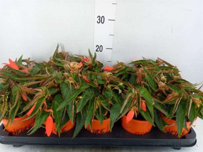 <h4>Begonia tuber. 'Bonfire'</h4>