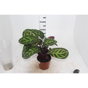 CALATHEA ROSEA-PICTA P17