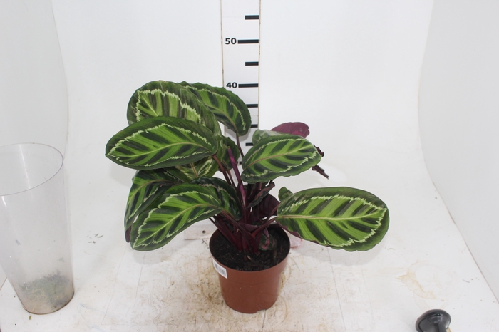 <h4>CALATHEA ROSEA-PICTA P17</h4>