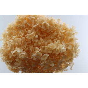 Pres Hydrangea Soft Salmon Bunch