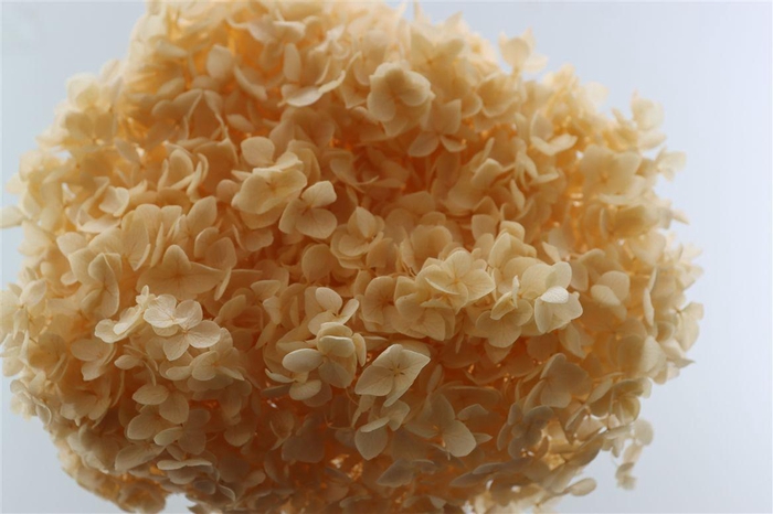 <h4>Pres Hydrangea Soft Salmon Bunch</h4>