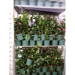 Camellia   ...