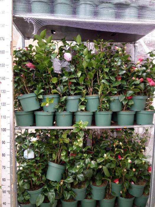 <h4>Camellia   ...</h4>