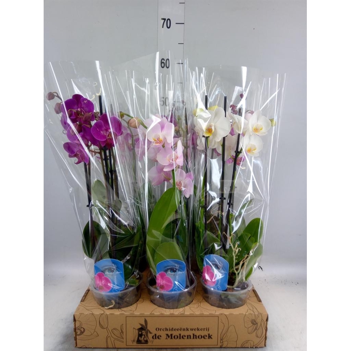 <h4>Phalaenopsis   ...mix  4</h4>
