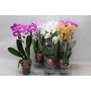 PHAL EL CASCADE