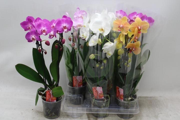 PHAL EL CASCADE